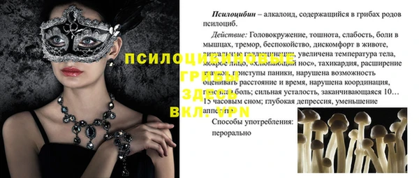 шишки Абаза